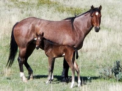 Whiskey Up Roan JW <BR>AQHA 5695693